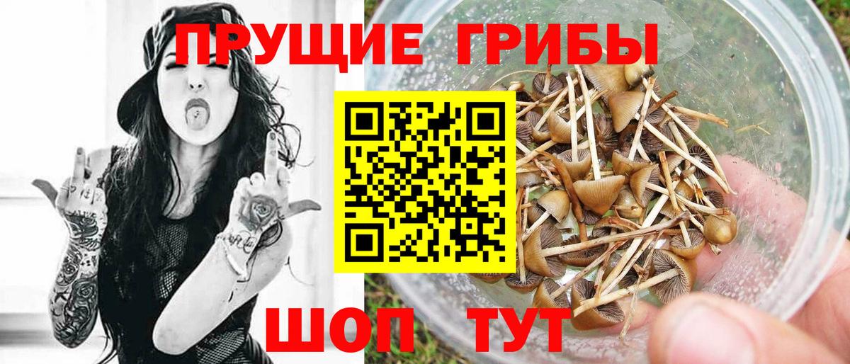 Псилоцибиновые грибы Psilocybine cubensis Октябрьский